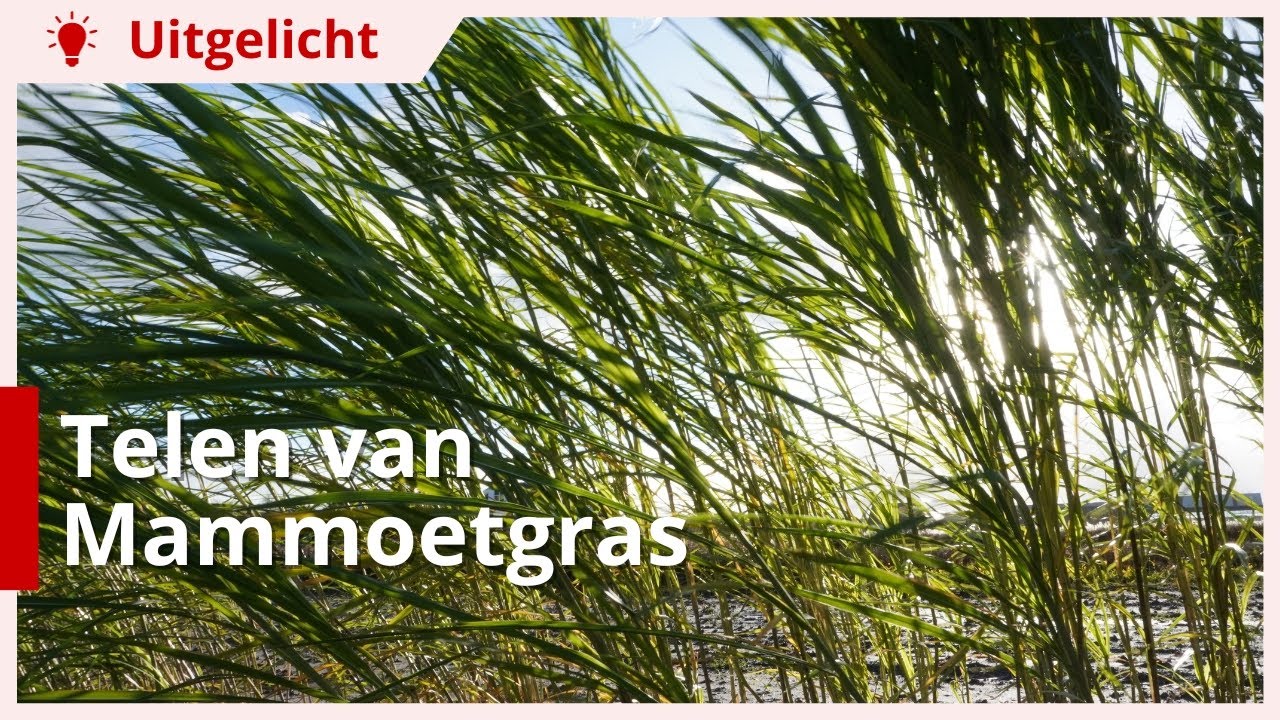 Uitgelicht | Telen van Mammoetgras