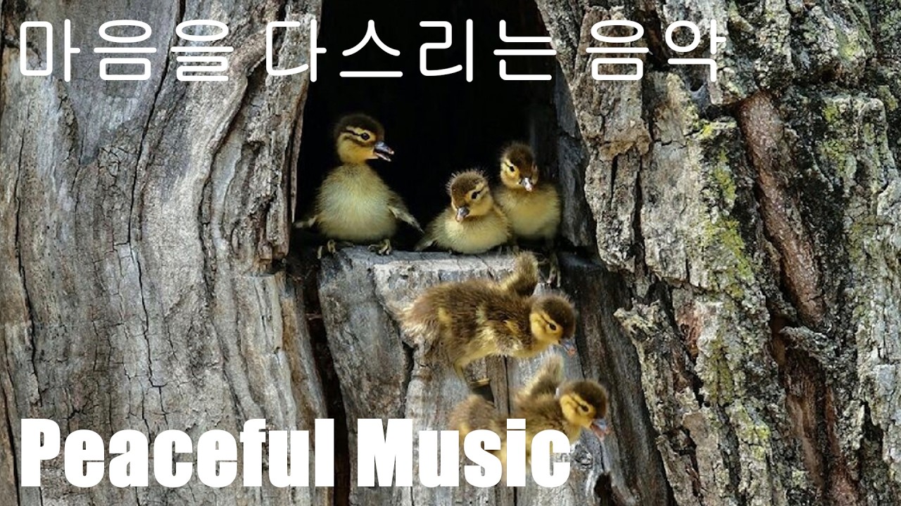 [Playlist] 마음을 다스리는 음악(생명의 시작)´⚰︎`˵ಣ│Peaceful Music