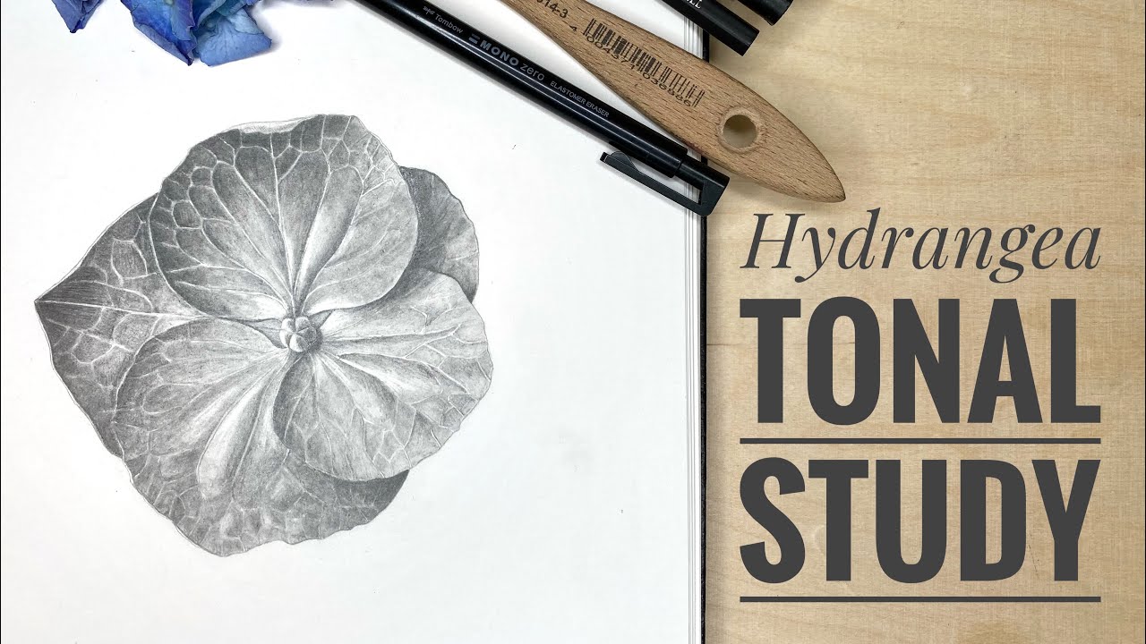 I've made a tonal study of Hydrangea flower head