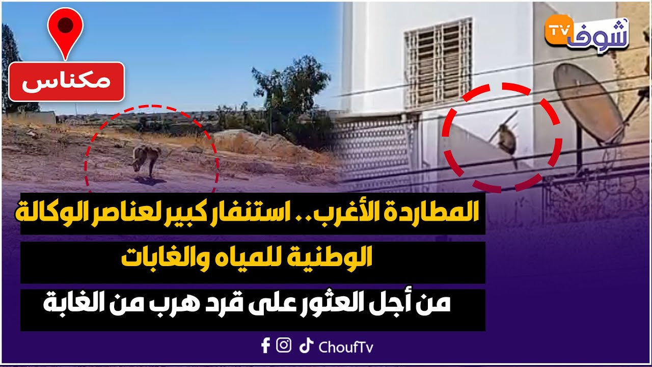 المطاردة الأغرب.. استنفار كبير لعناصر الوكالة الوطنية للمياه والغابات من أجل العثور على قرد هرب