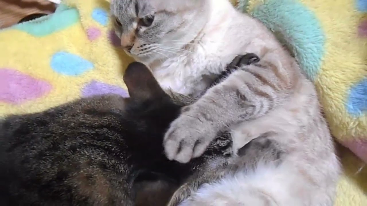 ４歳過ぎた猫が、またママのお乳をチュパチュパし始めました