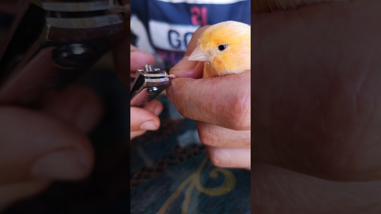 How to cut the nails of a Canary bird