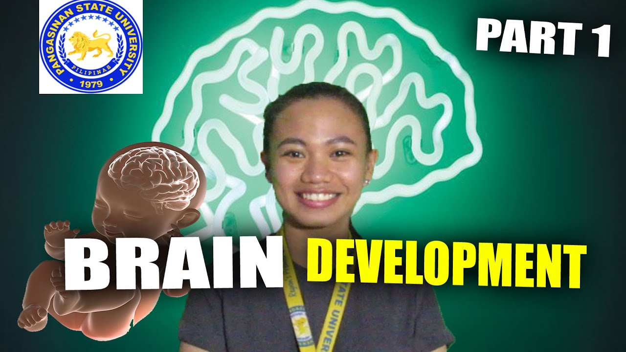 BRAIN DEVELOPMENT (Part 1)