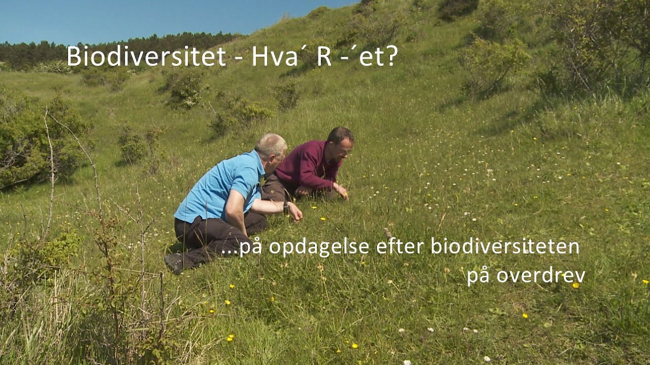 Biodiversitet – Hva´R´- et?  - med Rasmus Ejrnæs på overdrev