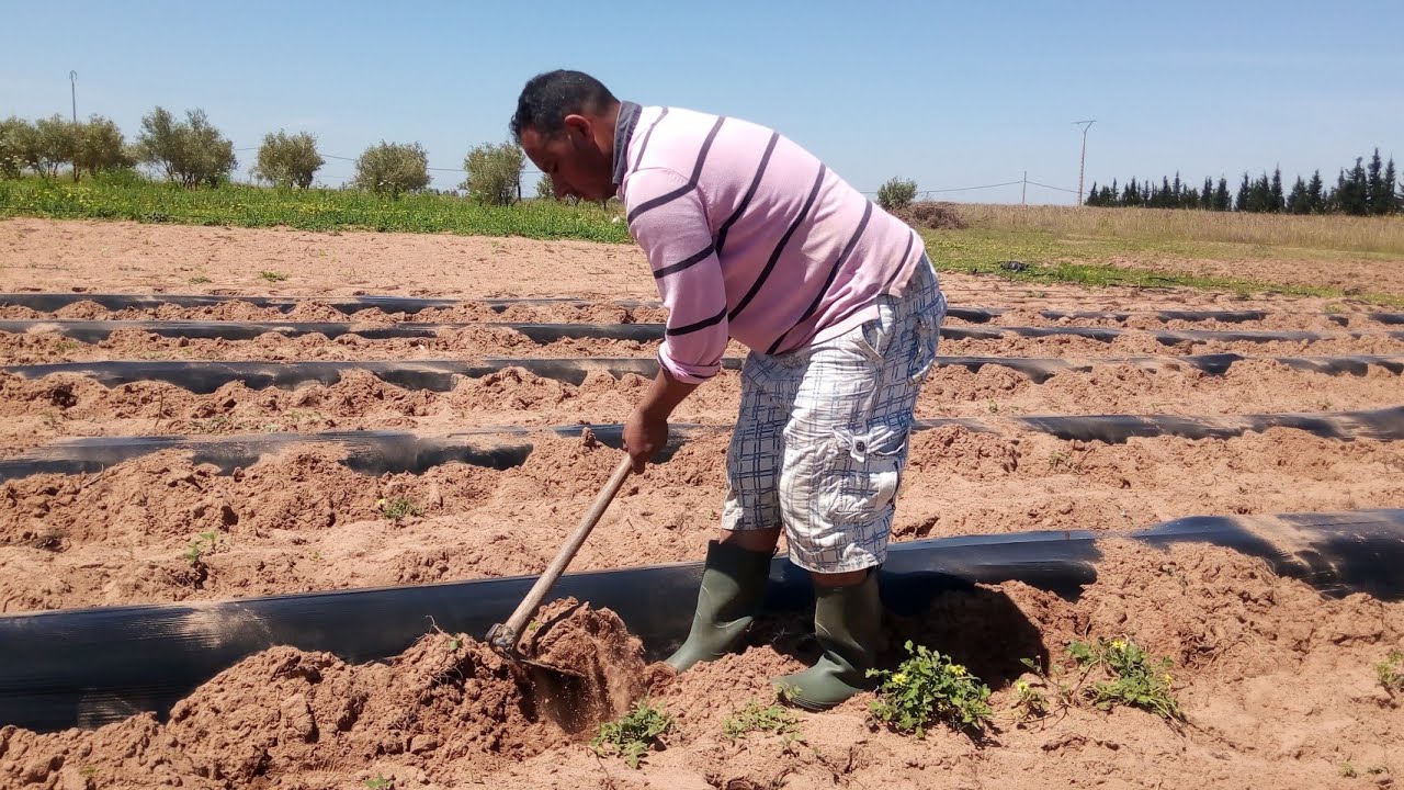 أجيو تشوفوا سعيد الفلاح كيفاش كيدير البياج تابعونا ....🙂