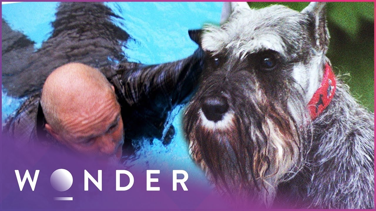 This Good Boye Saved A Man From Drowning | Pet Heroes S1 EP3 | Wonder