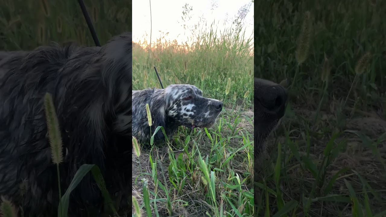 Setter & Breton addestramento #hunting