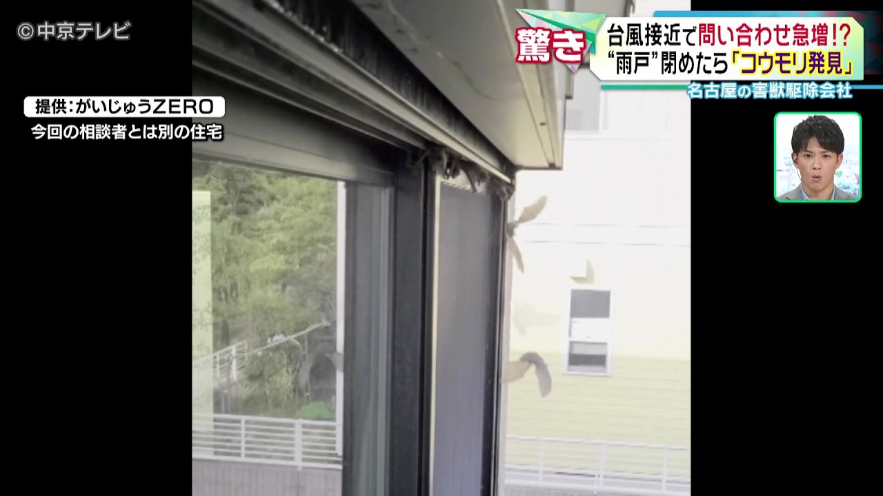 【“雨戸”閉めたら｢コウモリ発見｣】台風接近で問い合わせ急増!? 名古屋の害獣駆除会社