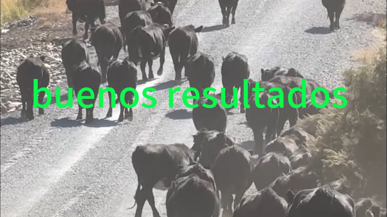 Un Buen Porcentaje De Preñez En Las Novillas De Remplazo ￼