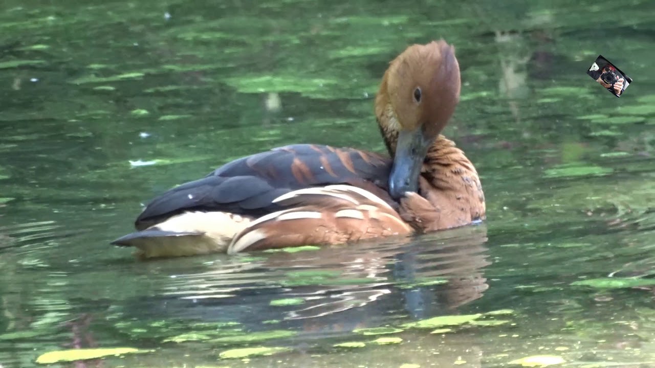 Le Canard Dendrocygne  Fauve est un oiseau sociable  - Zoo d'Upie  (Drôme) France
