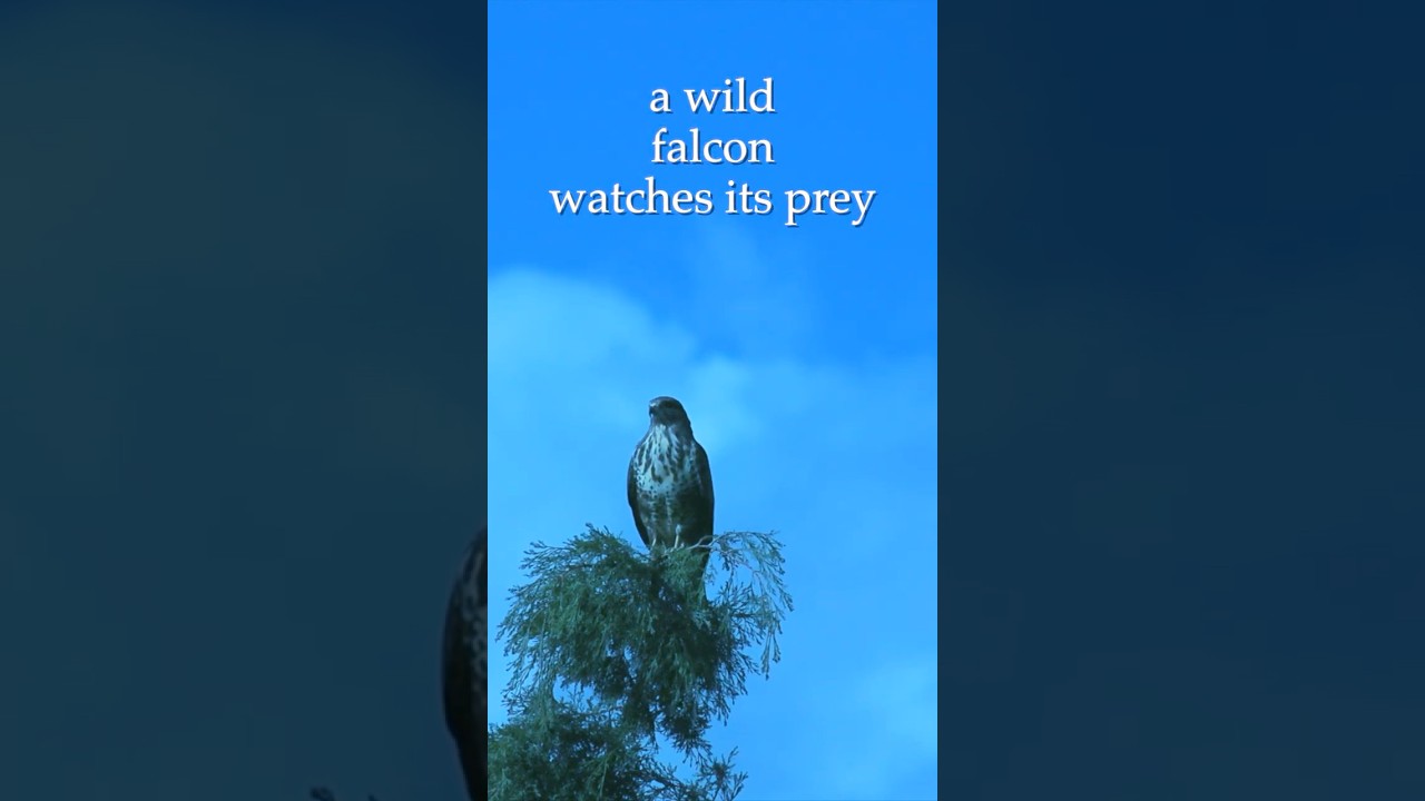 A wild Greek falcon watches its prey #nature #falcon #wildlife