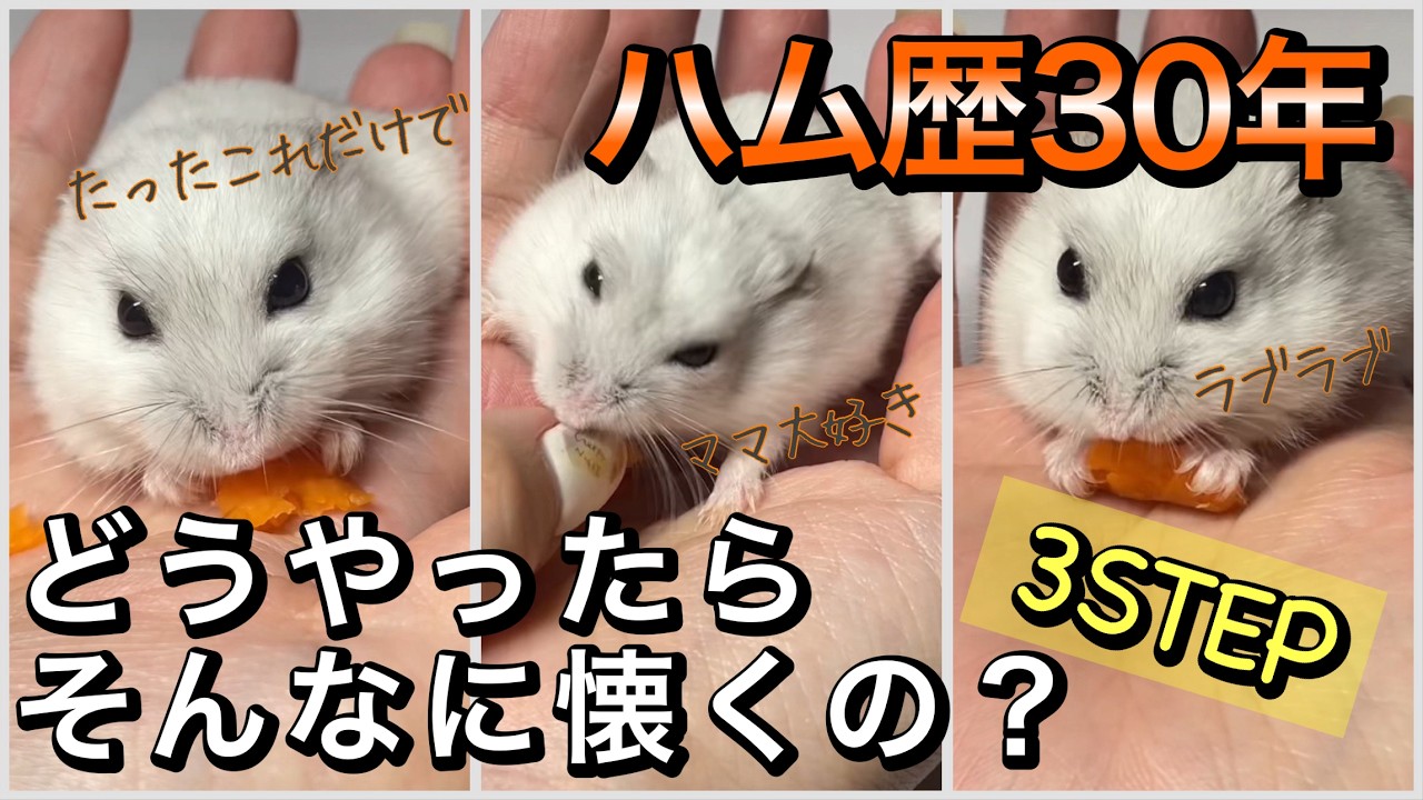 【ハム歴30年】ハムスターと仲良くなる方法🐹🩷3STEP