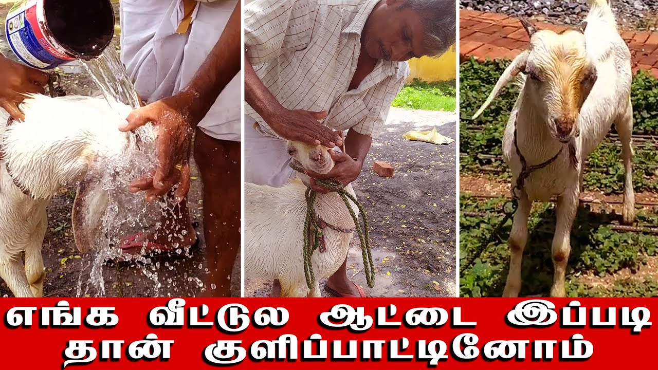எங்க வீட்டுல ஆட்டை இப்படி தான் குளிப்பாட்டினோம் | Goat Bathing | கால்நடை பராமரிப்பு – ஆடு வளர்ப்பு