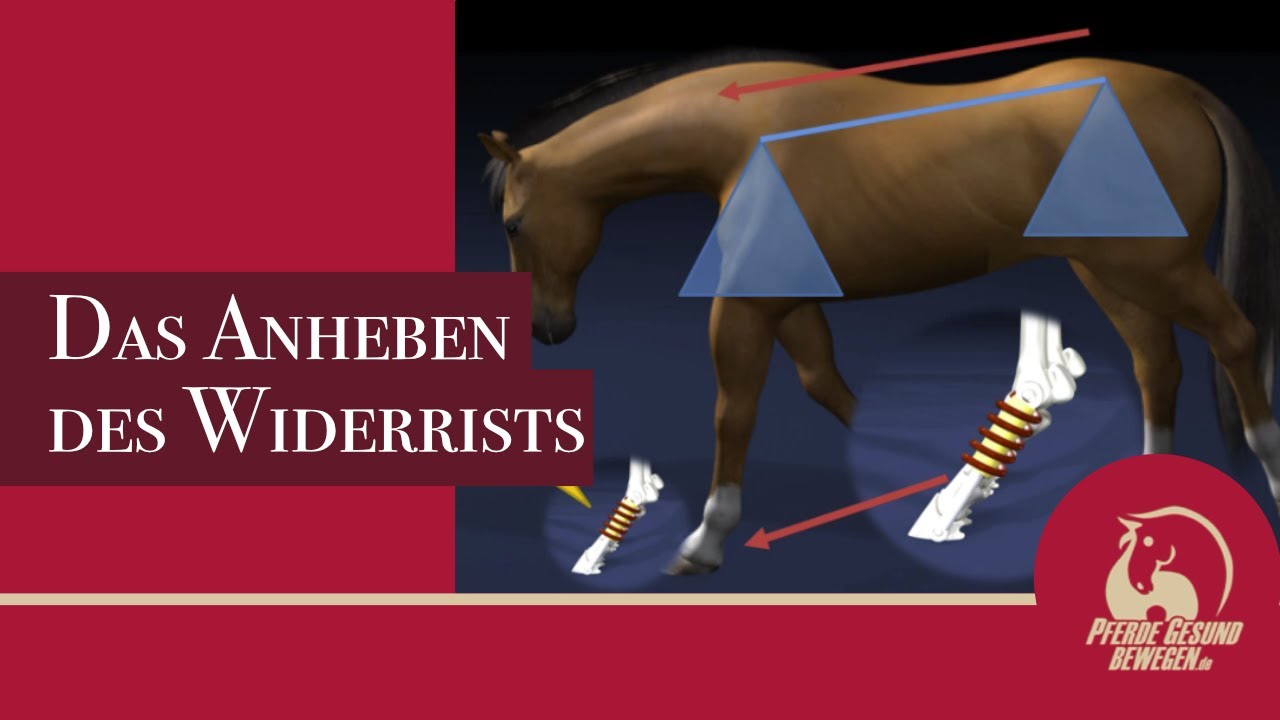 Das Anheben des Widerrists - Das Pferd hat kein Schlüsselbein