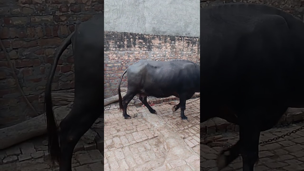 तेरे ब्रह्मण बाणीया यार तनै के चाहना हमारी थी