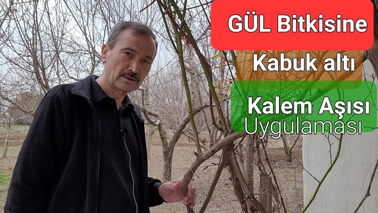 Güle Kabuk Altı Kalem Kalem Aşısı | Nasıl ve Ne Zaman Yapılır?