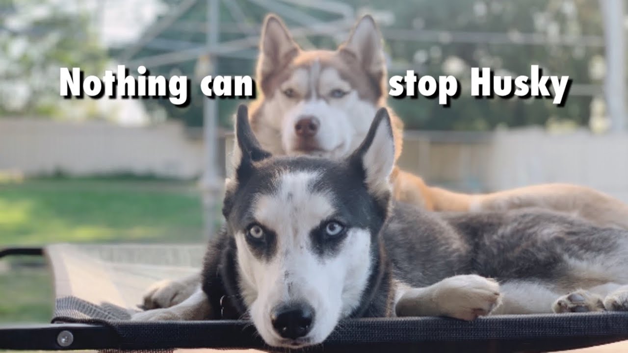 Nothing can stop Siberian Husky