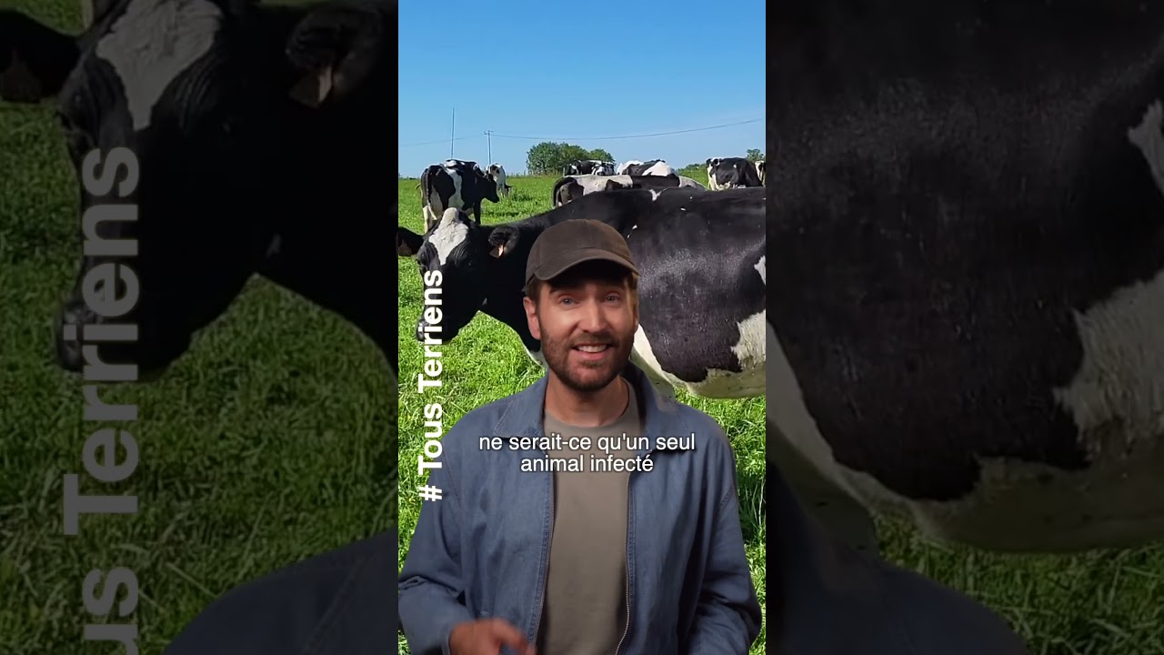 Le drame de la dermatose nodulaire : les &eacute;levages face &agrave; l'&eacute;pid&eacute;mie ⚠️🐄 #&eacute;levage #agriculture