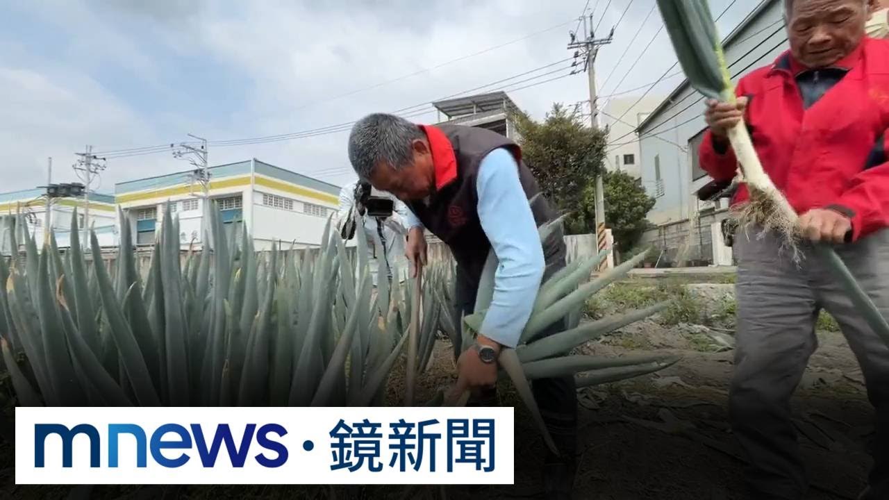 豐原大蔥正值採收期　網路訂購文「以假亂真」｜#鏡新聞