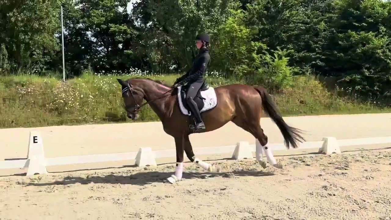Hongre selle Fran&ccedil;ais de dressage de 4 ans 1m60 &agrave; vendre