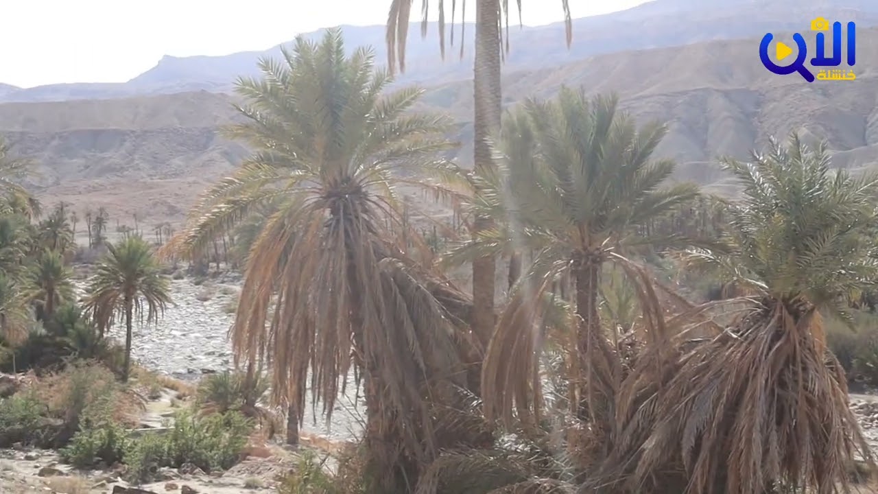 شاهد جمال واحات النخيل ببلدية الولجة ولاية خنشلة