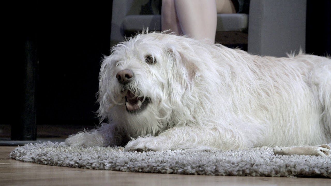 M&ouml;t hunden Arthur live!