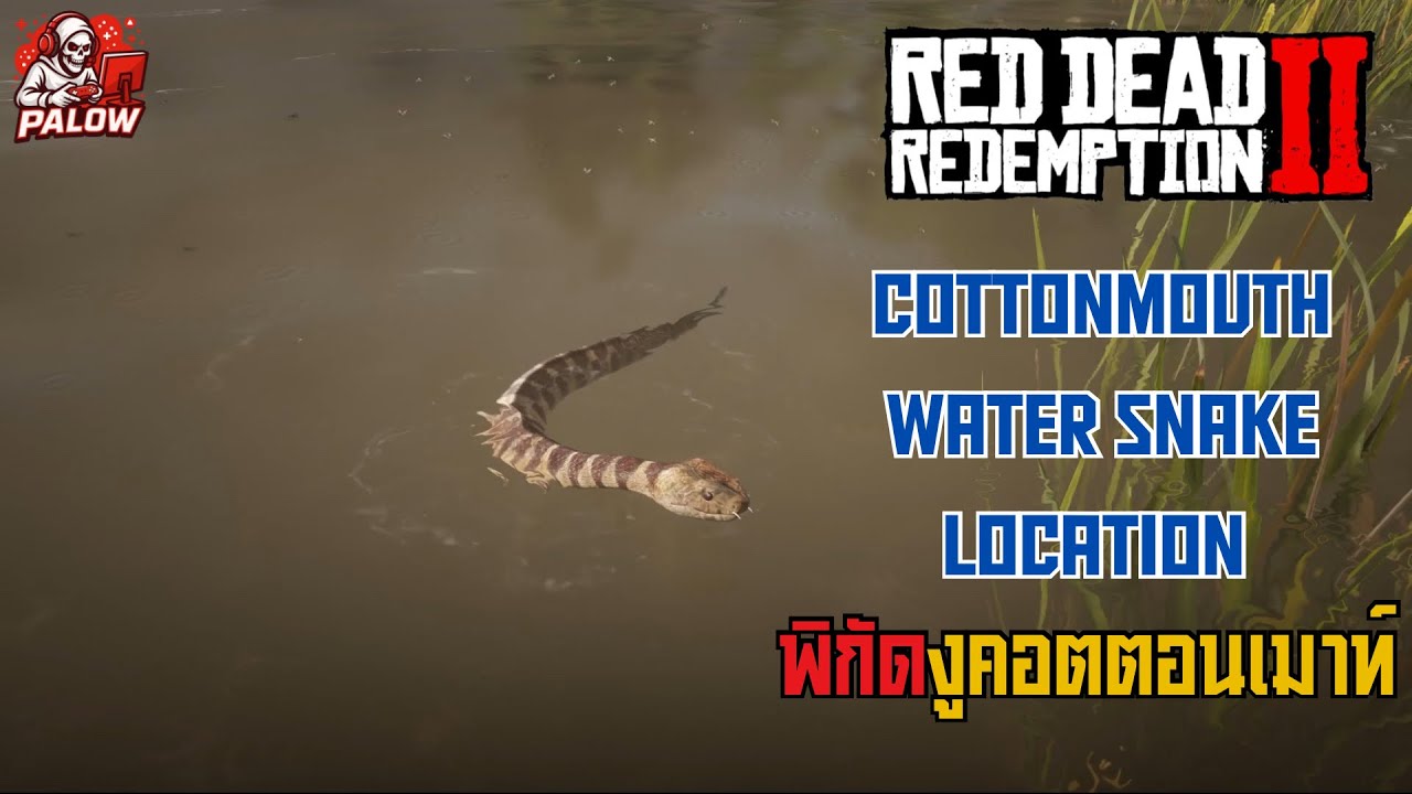 RDR2 Cottonmouth Water Snake Location | พิกัดงูคอตตอนเมาท์