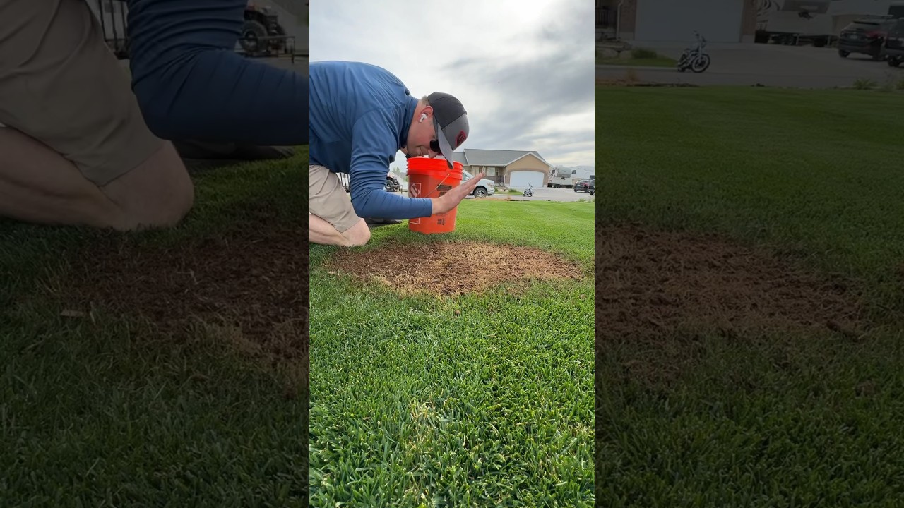 Easy fix - lawn patch repair