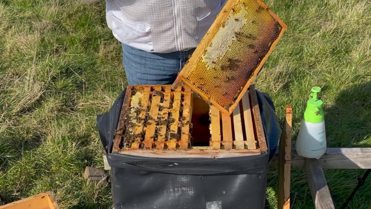 BRITISH BEEKEEPING #1 - First Hive Inspection of the Year
