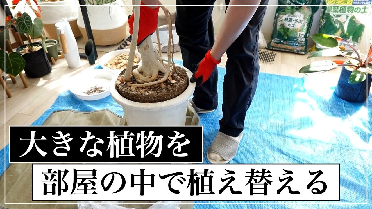 大きなベンガレンシスを部屋の中で植え替える｜vlog