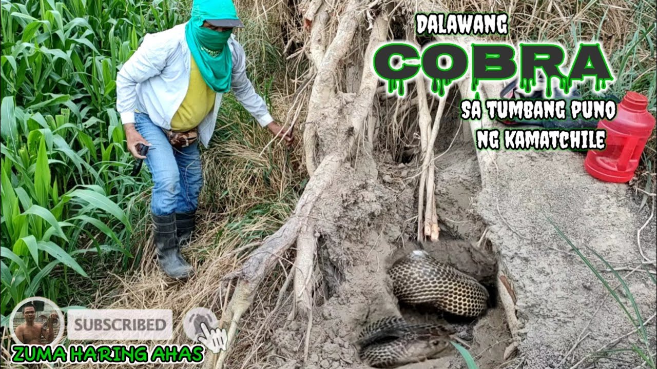DALAWANG COBRA SA TUMBANG PUNO MG KAMATCHILE | zuma haring ahas