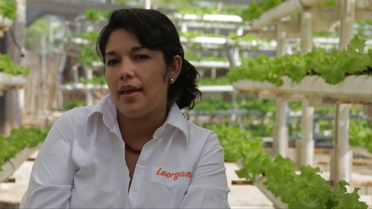Hidroponia: La agricultura del futuro