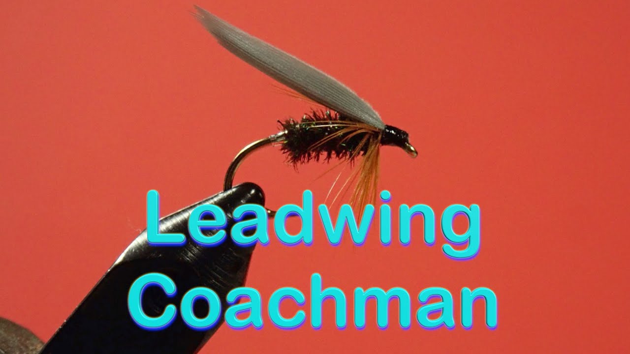 Beginner's Fly Tying Series: Classic Wet Flies - the Leadwing Coachman