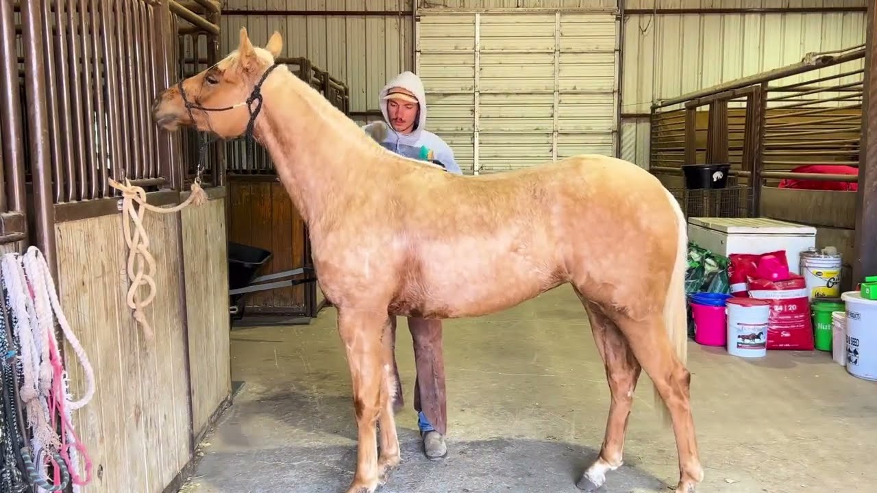 2024 FILLY TURNIN FRECKLES HIP #118 For sale @ Levelland Horse Sales  