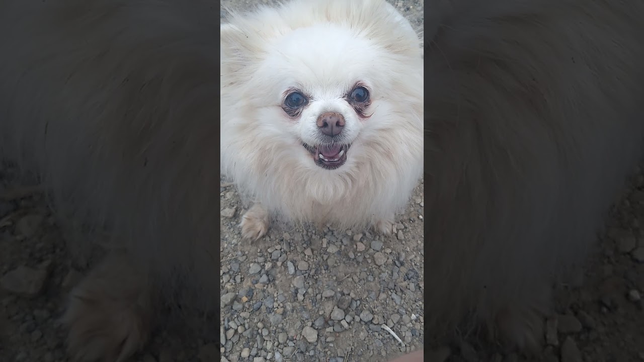 Gabe the dog returns