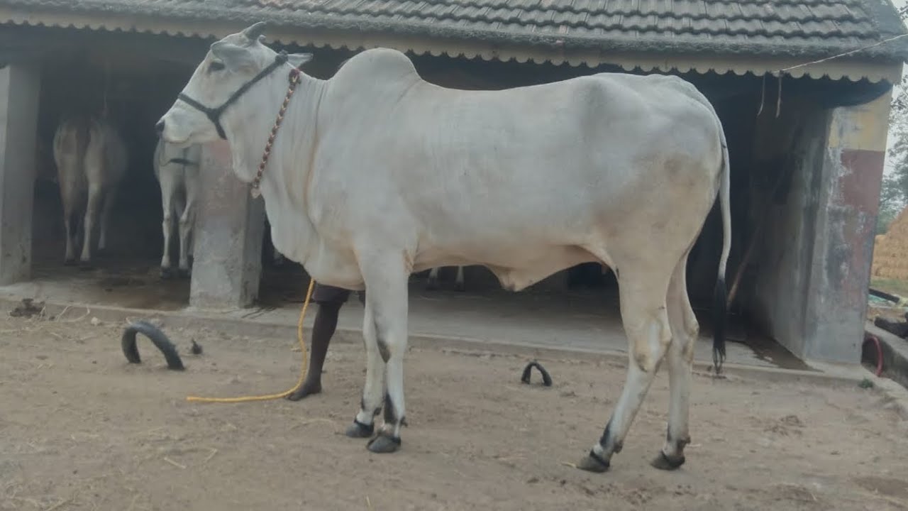 ❤️&zwj;🔥Ongole cow for sale 9493107692❤️&zwj;🔥8th month pregnant❤️&zwj;🔥1st lactation❤️&zwj;🔥58 inch height❤️&zwj;🔥