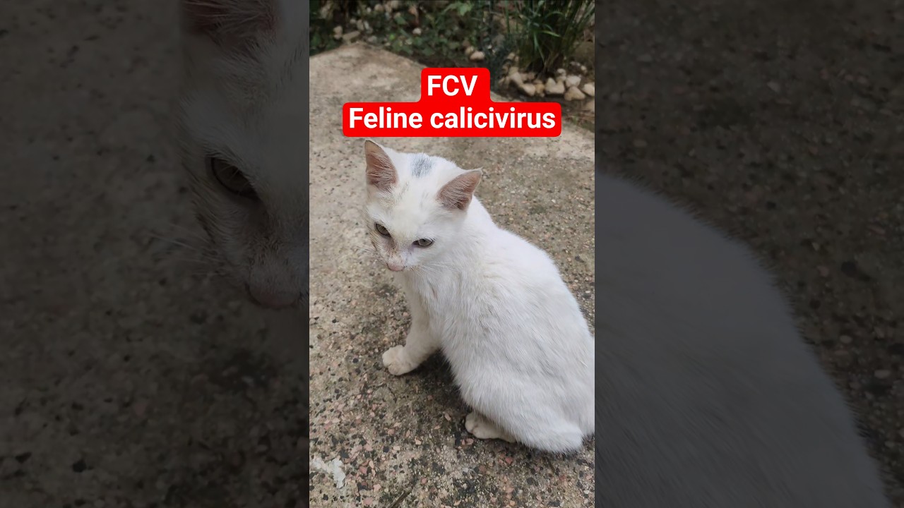 FCV Feline calicivirus
