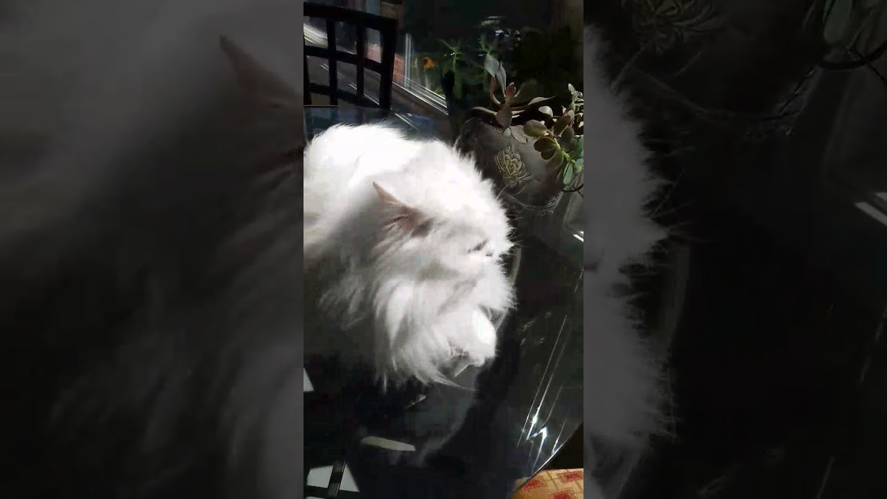 Deaf kitty excited to see owner
