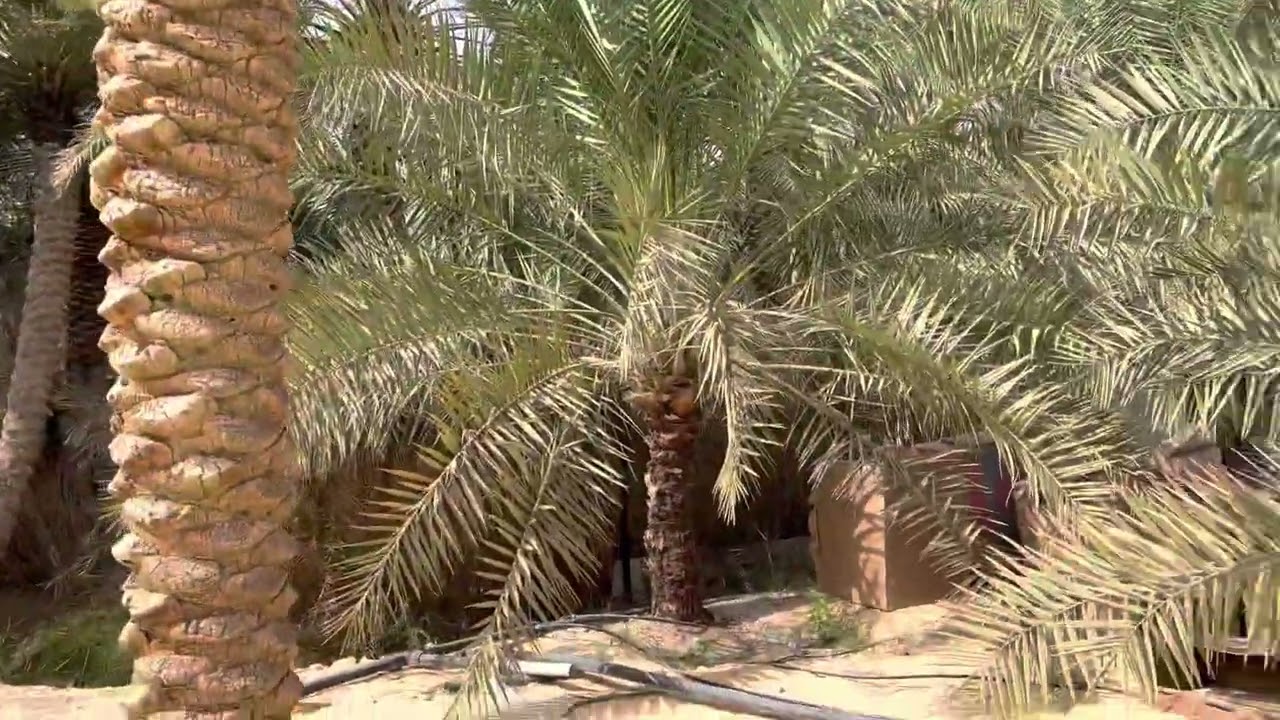 جولة في منطقة مزارع الشعبة بالأحساء A tour of Al-Shu`ba farms area in Al-Ahsa