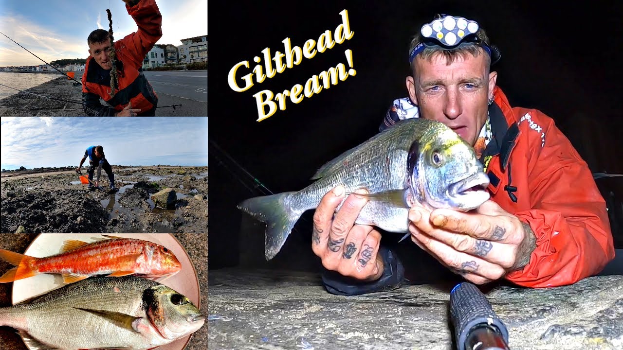 Gilthead Bream and Red Mullet Fishing - How To Dig Ragworm From Your Local Beach!