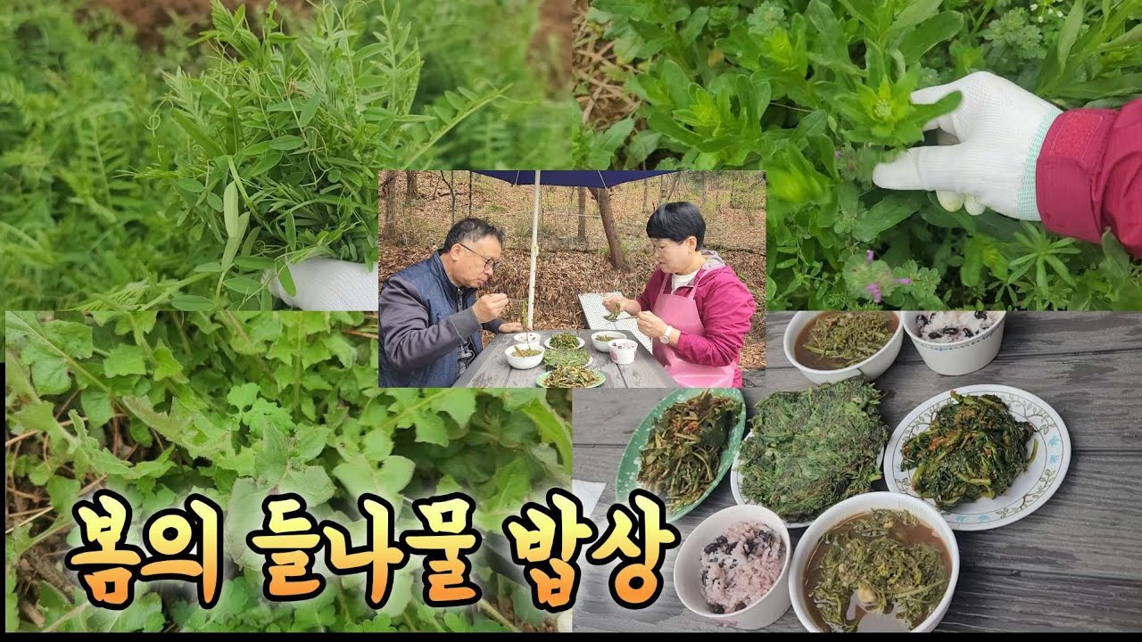 남편과 산책하며 갈퀴나물 말냉이 냉이꽃대 쑥 뽀리뱅이 뜯어 진수성찬이 차려졌네요 봄의 들나물밥상