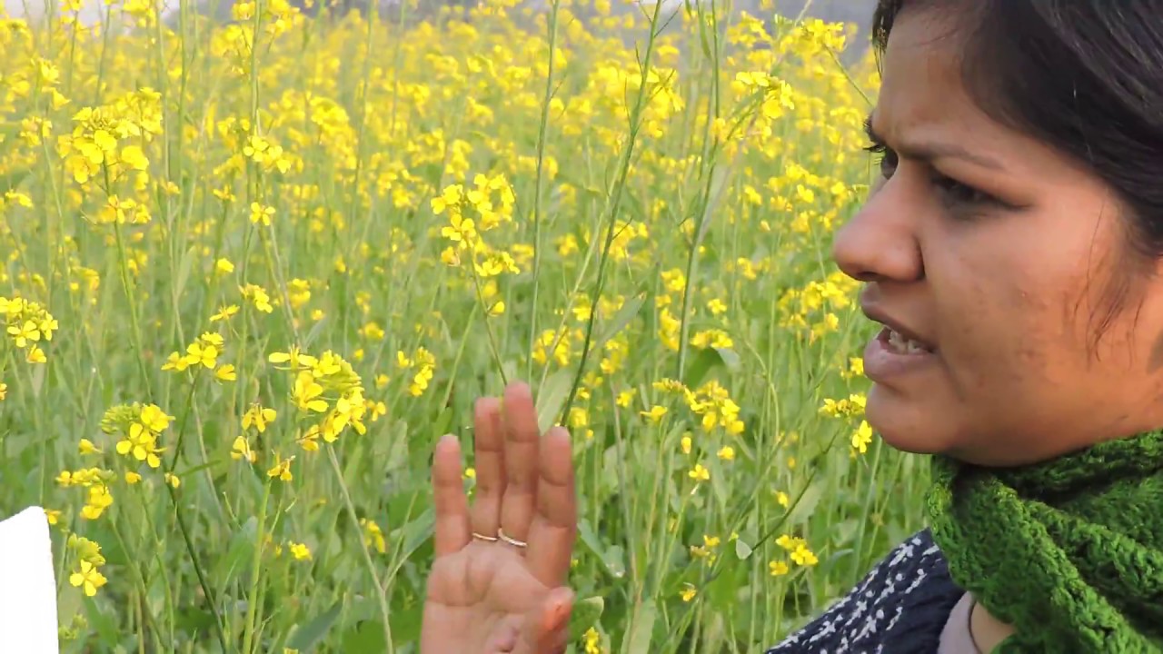 Hybridization technique in mustard
