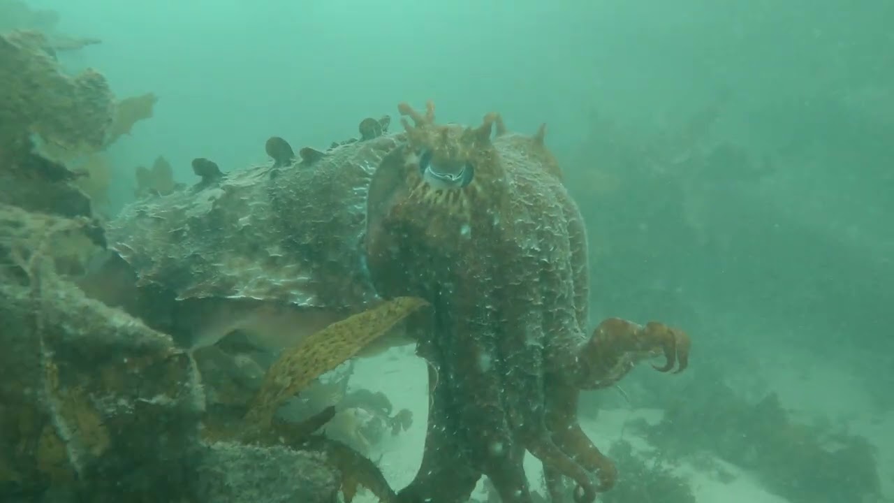 The Gentle Giant of Shelly Beach: close up