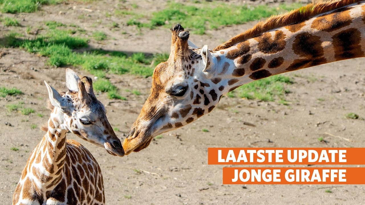 Happy end: jonge giraffe onderdeel van de groep🦒