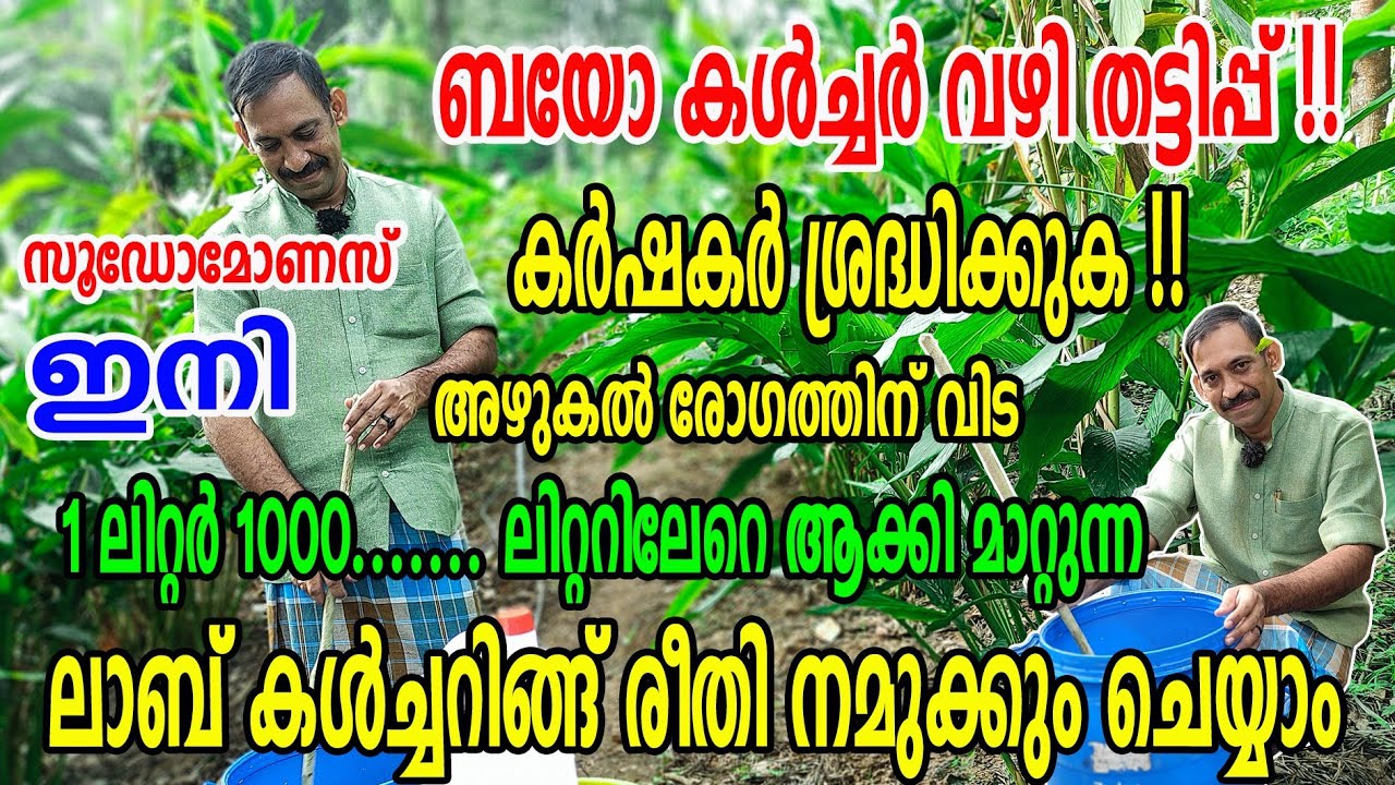 ചാണകമില്ല സൂഡോ മോണാസ് കൾച്ചറിങ്ങ് | 1 ലിറ്റർ മതി എത്ര ഏക്കർ തോട്ടമുണ്ടെങ്കിലു൦ |  Njaanoru Malayali
