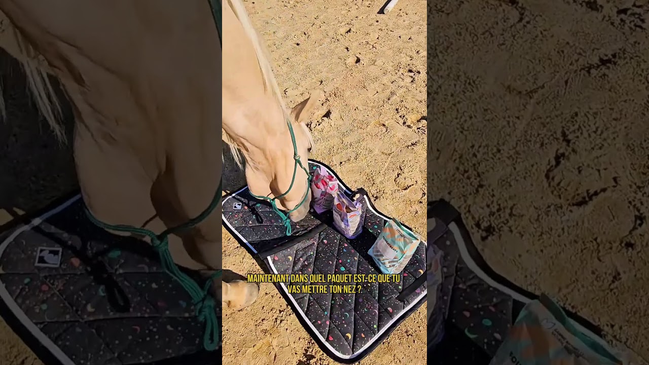 Est ce que tu connais vraiment ton cheval pr&eacute;f&eacute;r&eacute; ? #cheval #cavalier #bonbon #decathlon