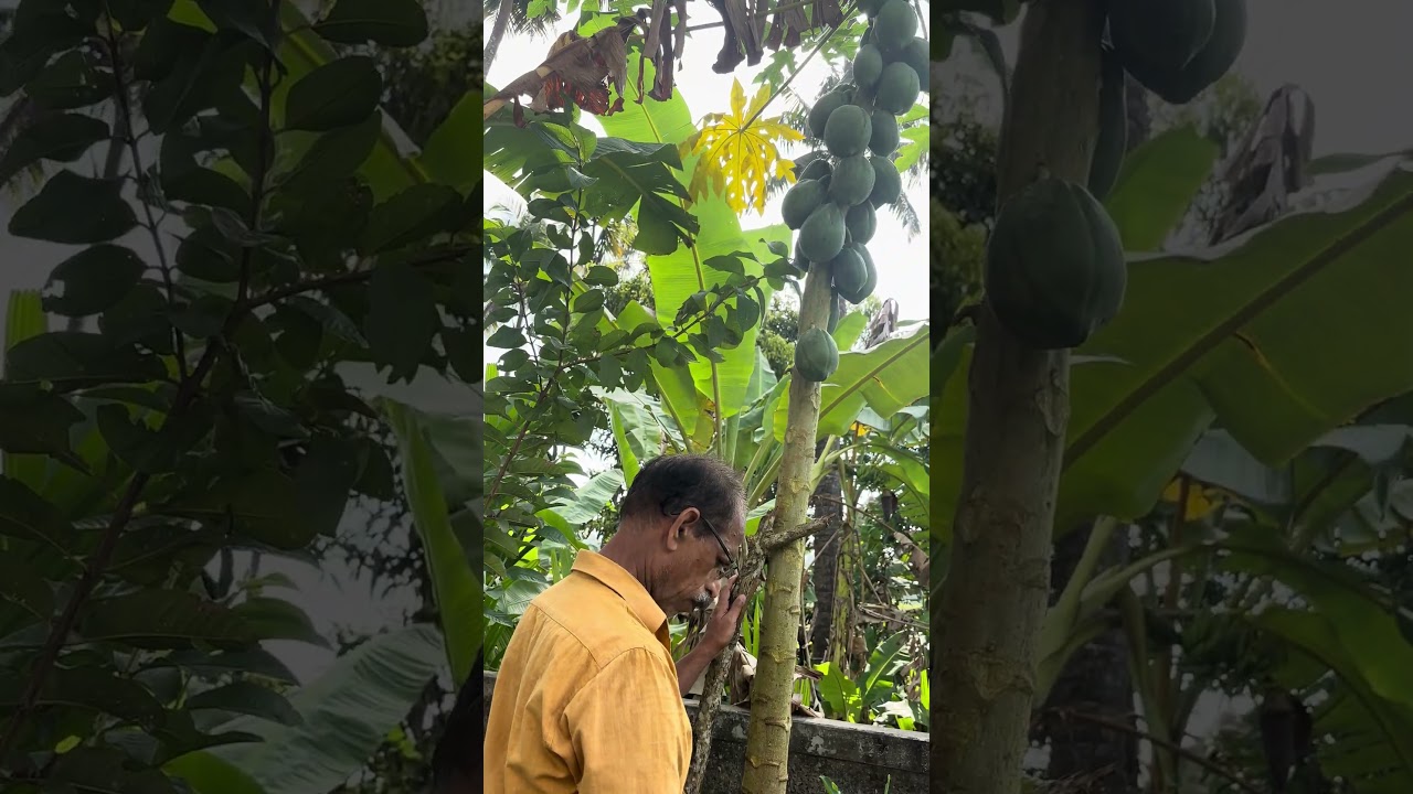 Pappaya krishi  
