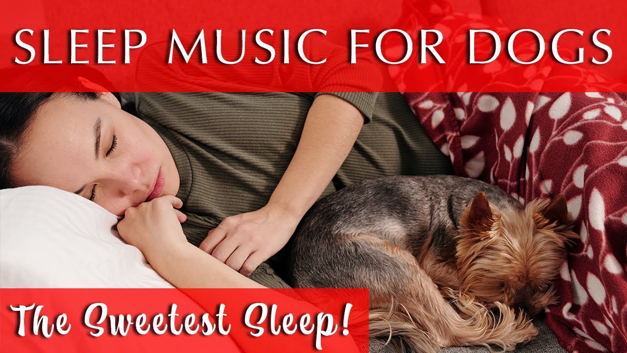 Sleep Music for Dogs and Their Humans | 432 Hz Black Screen