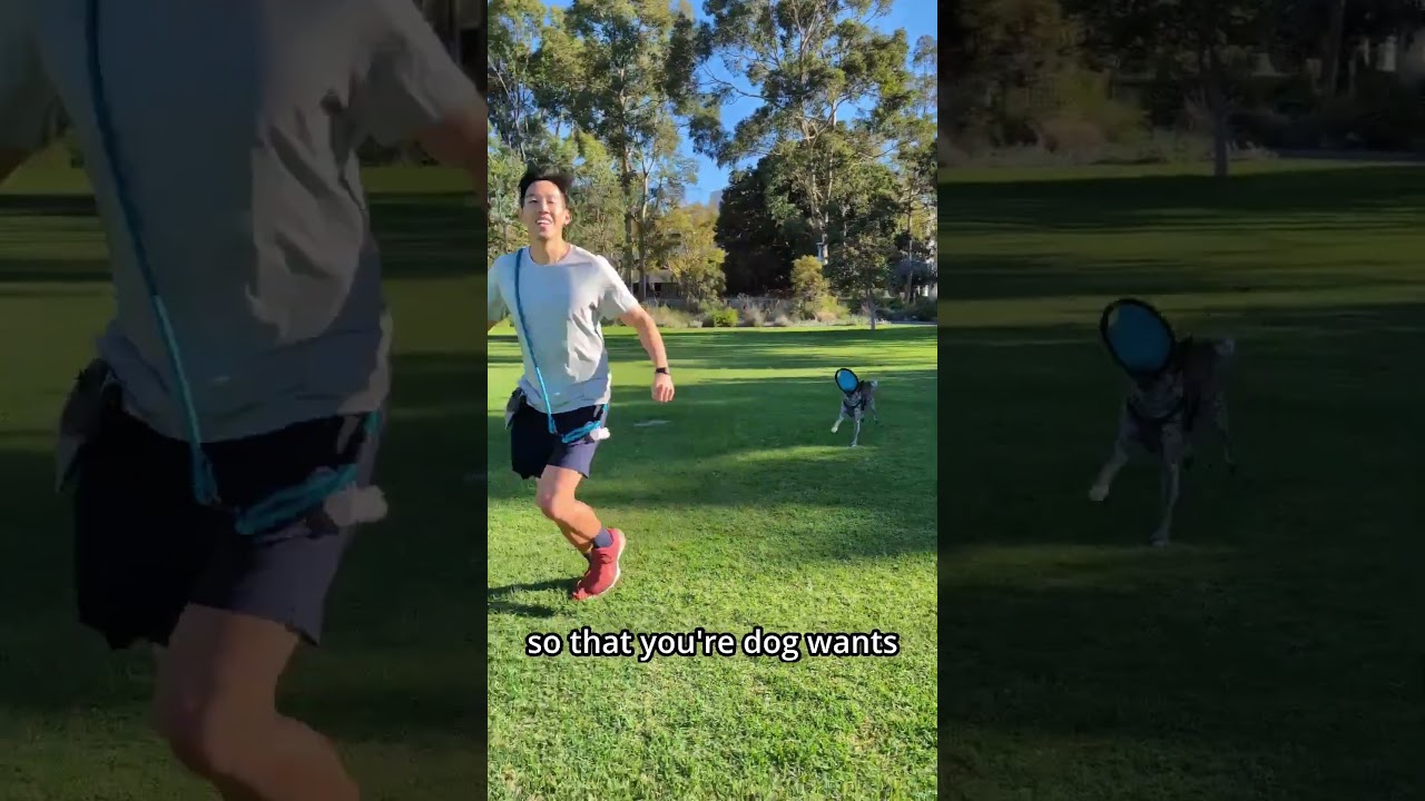Pt 1 | How I taught my dog to fetch  