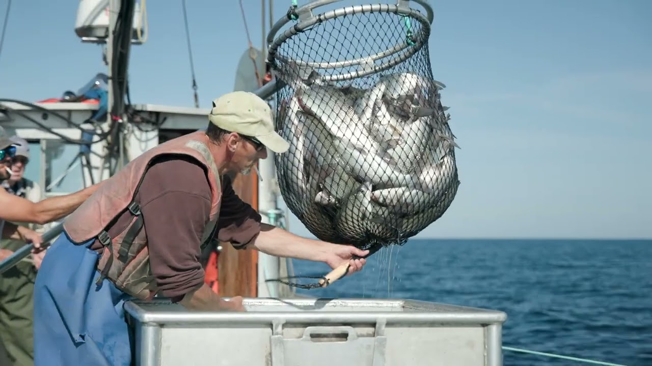 Michigan's beloved whitefish on brink of disaster